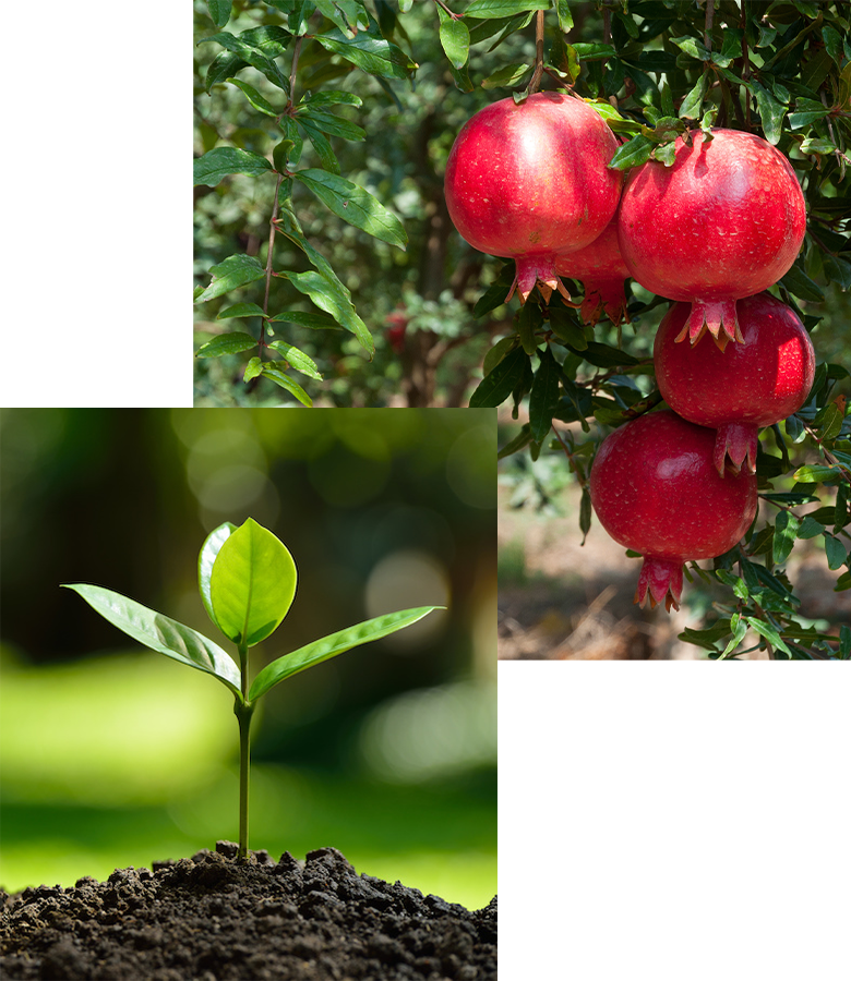 small plant to pomegranate fruit growth