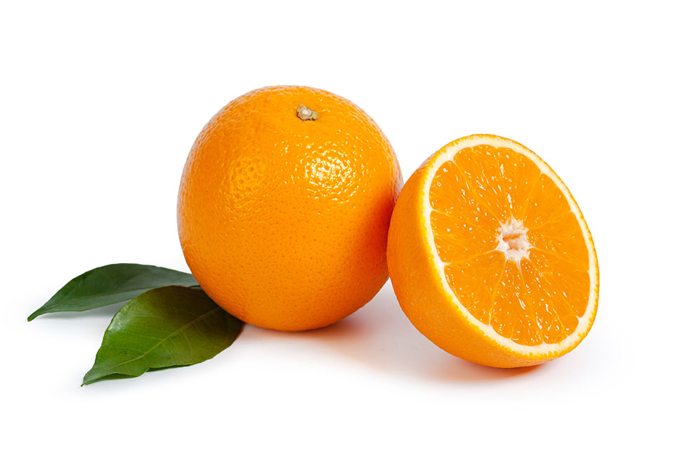 orange maltaise on white background